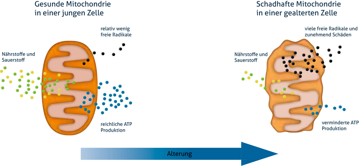 Schematische Darstellung altersbedingter Veränderungen im Stoffwechsel der Mitochondrien.