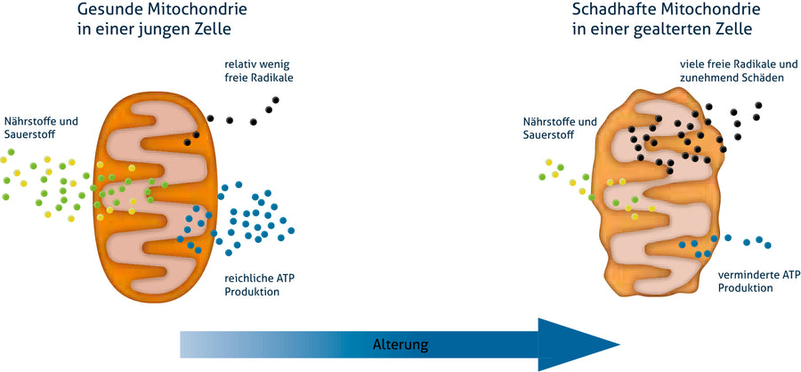 Mitochondrien, Autismus und ADHS
