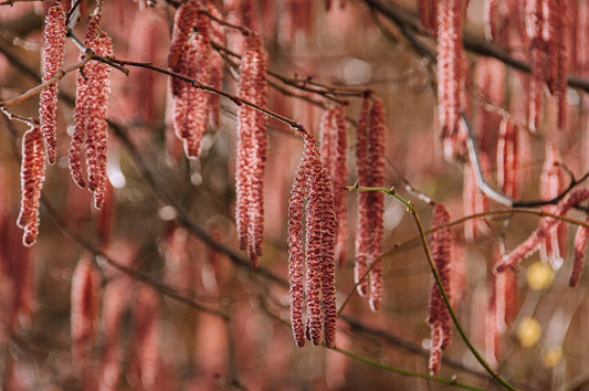 Wenn der Frühling reizend ist: Neue Ansätze bei Pollenallergie