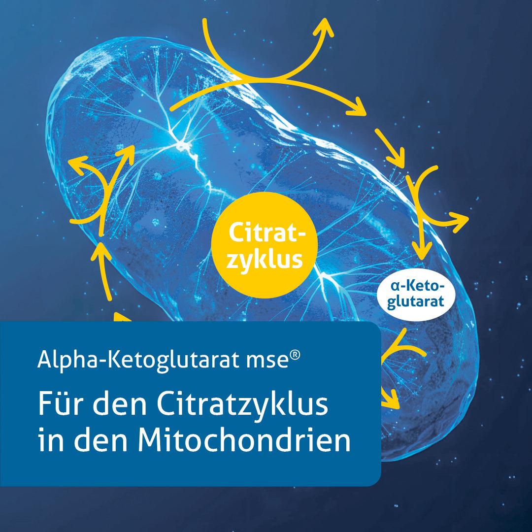 Alpha-Ketoglutarat mse®