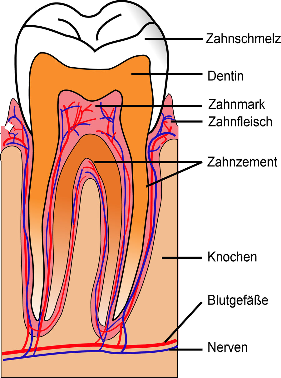 Gesund beginnt im Mund - die Bedeutung der Mundpflege