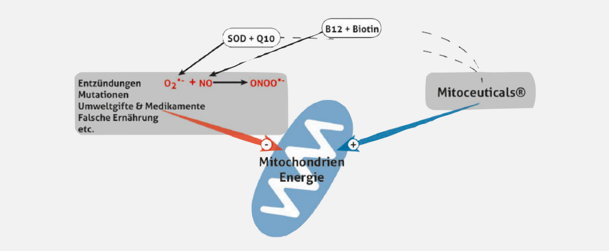 Abbildung 1: Unterstützung der Energiebildung und der Aktivität des körpereigenen antioxidativen Schutzsystems. 