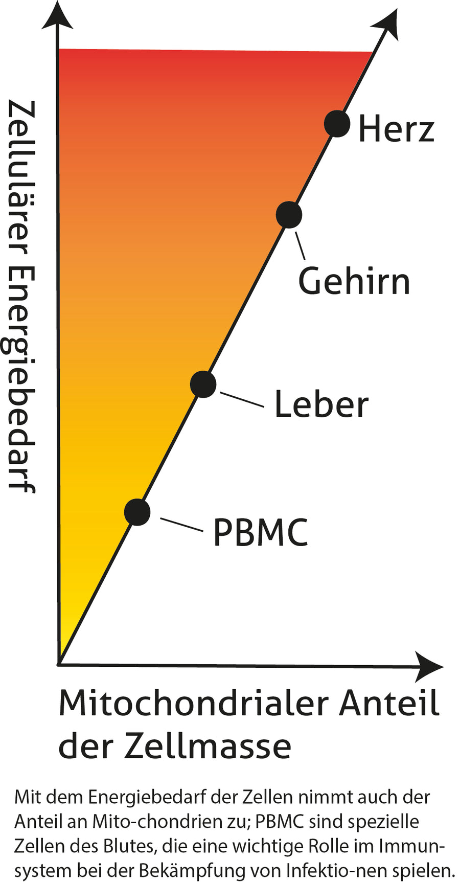 Stress? Warum gesunde Mitochondrien so wichtig sind.